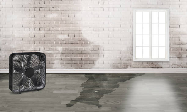 Best Water damage restoration near me  in Tellico Plains, TN