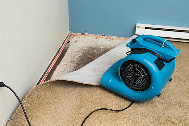 Best Ceiling water damage repair  in Tellico Plains, TN